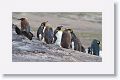 King Penguins