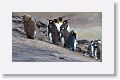 King Penguins
