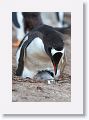 Gentoo Penguins