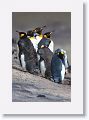 King Penguins