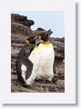 King Penguins