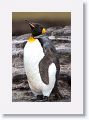 King Penguin
