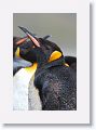King Penguins