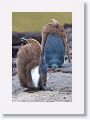 King Penguins
