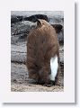 King Penguin