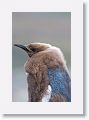 King Penguin