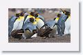 King Penguins facing off with Striated Caracara