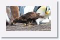 Striated Caracara