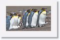 King Penguins