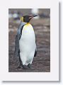 King Penguin