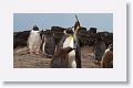 King Penguins