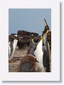 King Penguins
