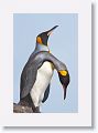 King Penguins