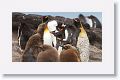 King Penguins
