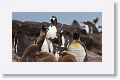 King Penguins