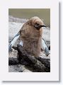 King Penguin