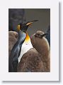 King Penguins