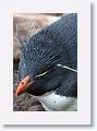 Rockhopper Penguins