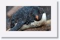 Caught out in a hail storm, just like this Rockhopper Penguin