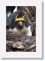 Macaroni Penguin