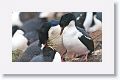 King Cormorants