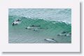 Commerson’s Dolphins