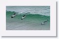Commerson’s Dolphins