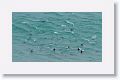 Gentoo Penguins