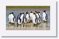 King Penguins