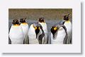 King Penguins