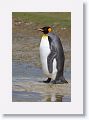 King Penguin