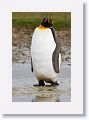 King Penguin