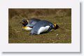 King Penguins