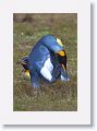 King Penguins