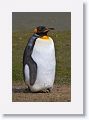 King Penguin