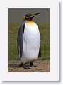 King Penguin