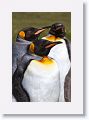 King Penguins