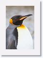 King Penguin