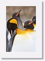King Penguins
