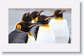 King Penguins