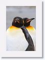 King Penguins