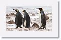 King Penguins