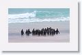 A wall of sand blasts King Penguins, photographers and cameras at Volunteer Point