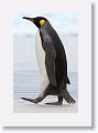 King Penguin