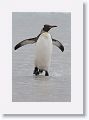 King Penguin