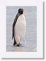 King Penguin