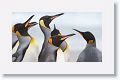 King Penguins