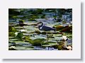 Tricolored Heron