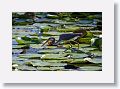 Tricolored Heron
