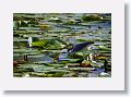 Tricolored Heron